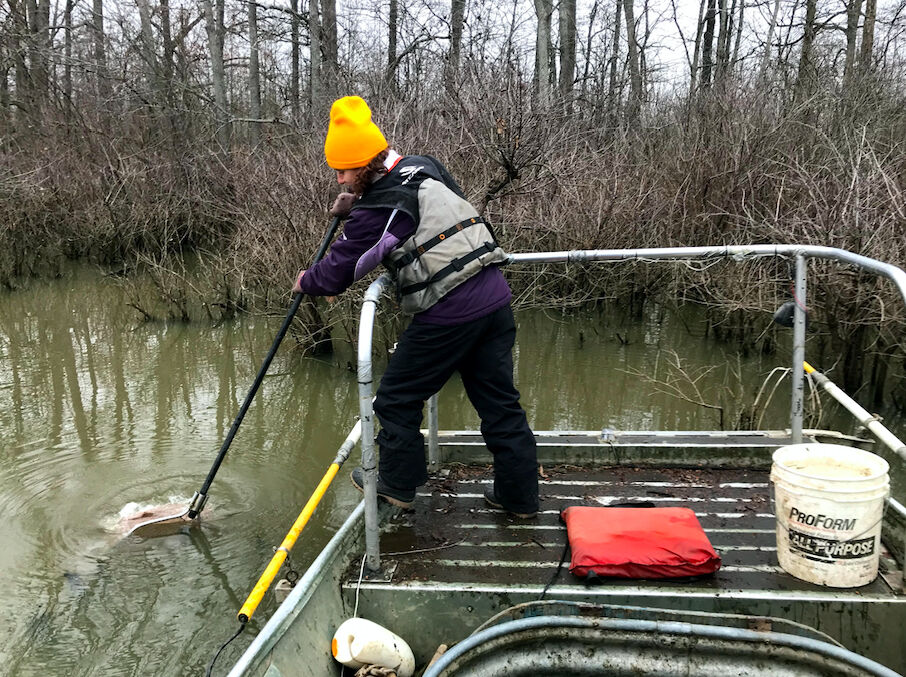 Fish found in Cache River